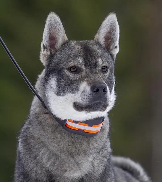 Tracker Artemis 4G LTE Antenne-sett Forbedrer dekningen der 4G ovegår 2G 