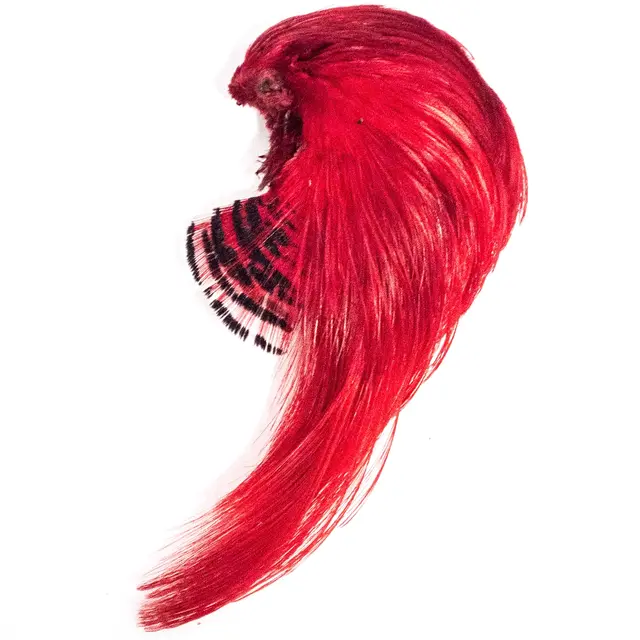 Golden Pheasant Topping Crest Red Toppen av hodet 