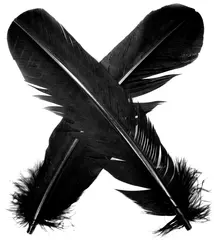 Turkey broad Wing Quill Dyed -  Black Supert vingemateriale til laksefluer