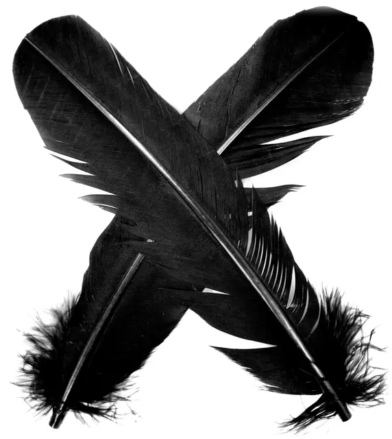 Turkey broad Wing Quill Dyed -  Black Supert vingemateriale til laksefluer 