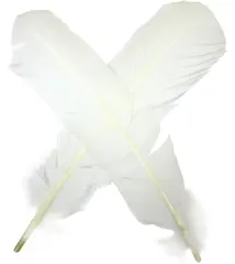 Turkey broad Wing Quill Dyed -  B/W Supert vingemateriale til laksefluer