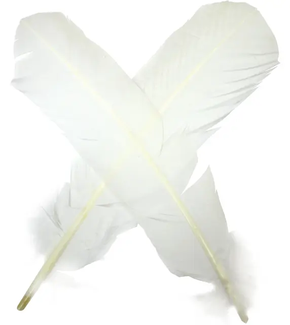 Turkey broad Wing Quill Dyed -  B/W Supert vingemateriale til laksefluer 