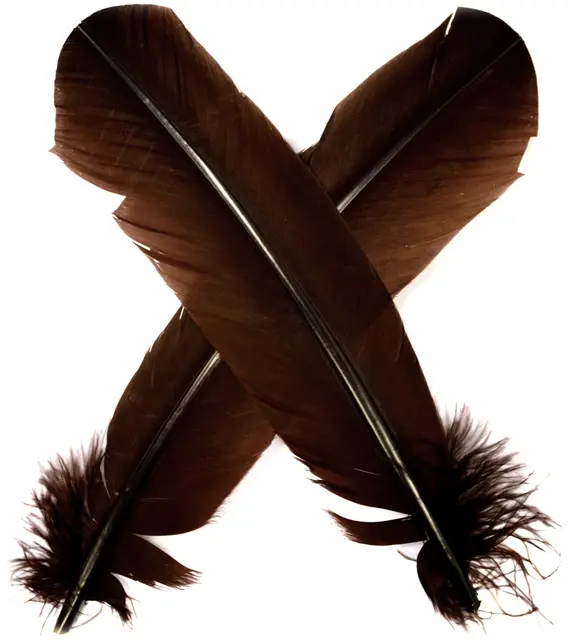 Turkey broad Wing Quill Dyed -  Brown Supert vingemateriale til laksefluer 