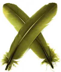 Turkey broad Wing Quill Dyed -  M. Olive Supert vingemateriale til laksefluer