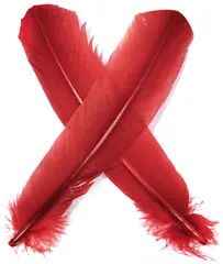 Turkey broad Wing Quill Dyed -  Red Supert vingemateriale til laksefluer