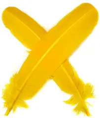 Turkey broad Wing Quill Dyed -  Yellow Supert vingemateriale til laksefluer