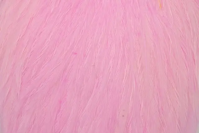 Whiting American Rooster Cape White dyed Shell Pink 