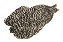 Whiting 4B Hen Cape Grizzly