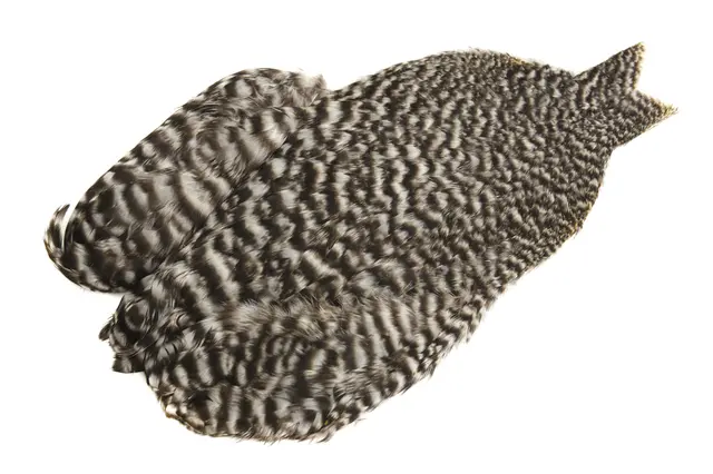 Whiting 4B Hen Cape Grizzly 