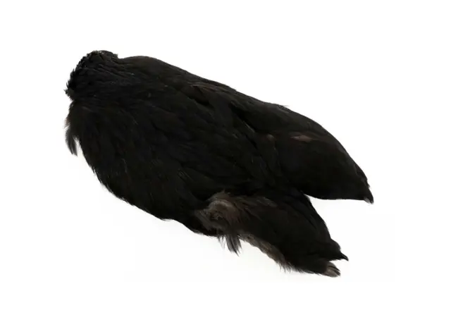 Whiting 4B Hen Cape Black 