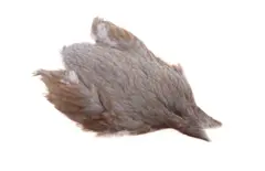 Whiting 4B Hen Cape Dark Dun