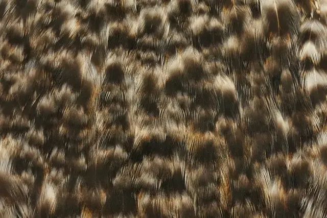 Whiting American Hen Cape Grizzly Grizzly med myke fine fjær 