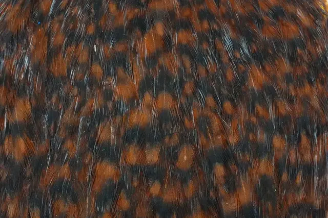 Whiting American Hen Cape Grizzly Brown Grixxly Brown med myke fine fjær 