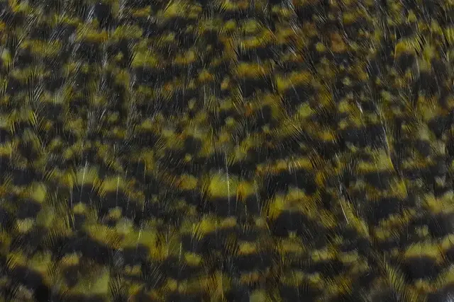 Whiting American Hen Cape Grizzly DOlive Grizzly Dark Olive med myke fine fjær 