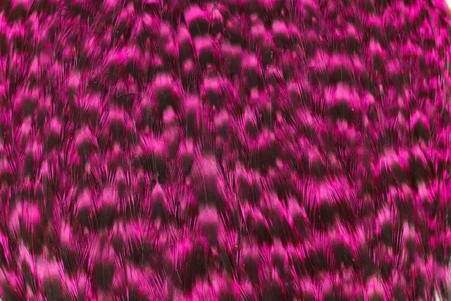 Whiting American Hen Cape Grizzly Pink Grizzly Pink med myke fine fjær 