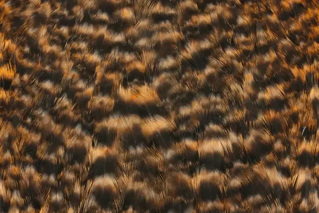 Whiting American Hen Cape Grizzly Shrimp Grizzly Shrimp Orange med myke fine fjær 