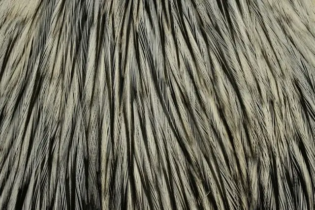 Whiting American Rooster Cape BLW 