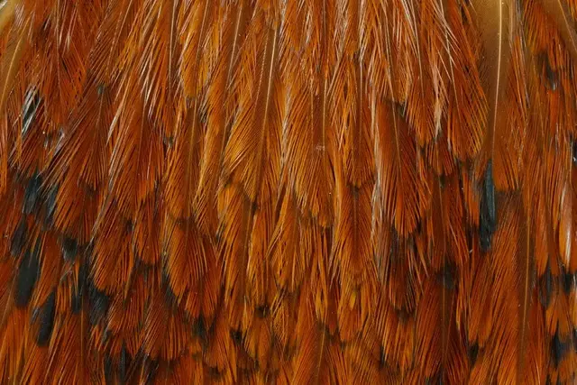 Whiting American Rooster Cape Brown 