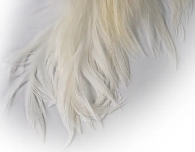 Whiting Bird Fur White Fluene blir enda mer levende 