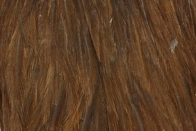 Whiting Hebert Hen Cape Dark Brown Dun 