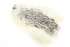 Whiting 4B Hen Cape Variant