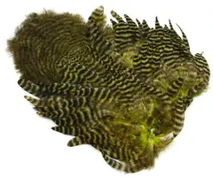 Whiting Rooster SH/C Grizzly Grizzly dyed Dark Olive