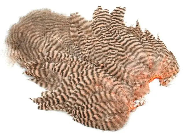 Whiting Rooster SH/C Grizzly Grizzly dyed Salmon 