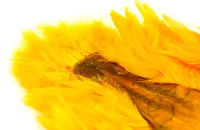 Whiting Rooster SH/C White White dyed Golden Yellow 