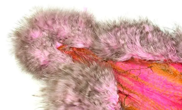 Whiting Spey SH/C Grizzly dyed ShellPink Grizzly dyed Shell Pink 